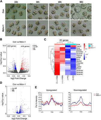 Regulation of cleavage embryo genes upon DRP1 inhibition in mouse embryonic stem cells